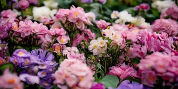物业为什么会开花？